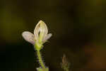 Sticky jointvetch